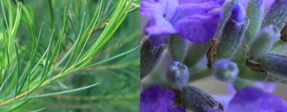 Tea Tree (Melaleuca alternifolia) and Lavender (Lavandula angustifolia)